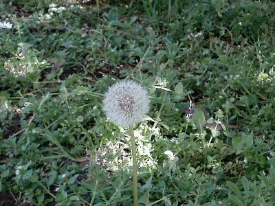 Once I was a yellow dandelion...now Im waiting for the wind