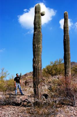 Giant Saguaros