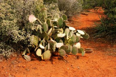 Very Prickly Cactus