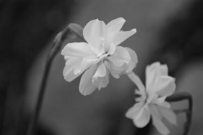 Black and White Whites