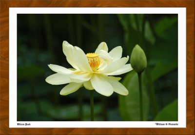 Yellow Flower of the Water