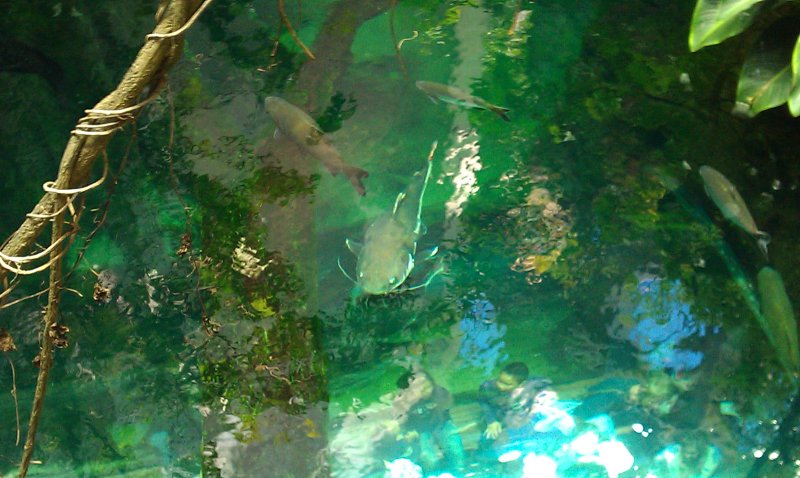 Academy of Sciences Aquarium
