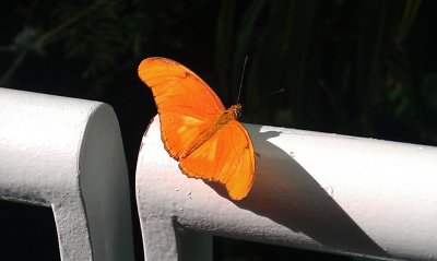 Free Range Butterfly