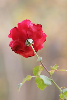 redrose1.jpg