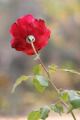 redrose2.jpg