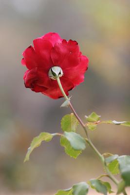 rosef3.2.jpg