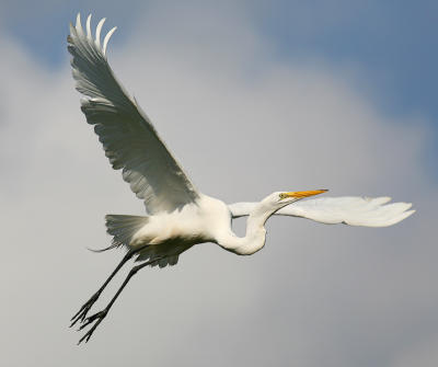 egrettakeoff1.jpg