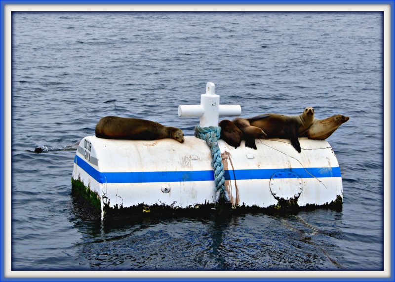 Floating Hangout