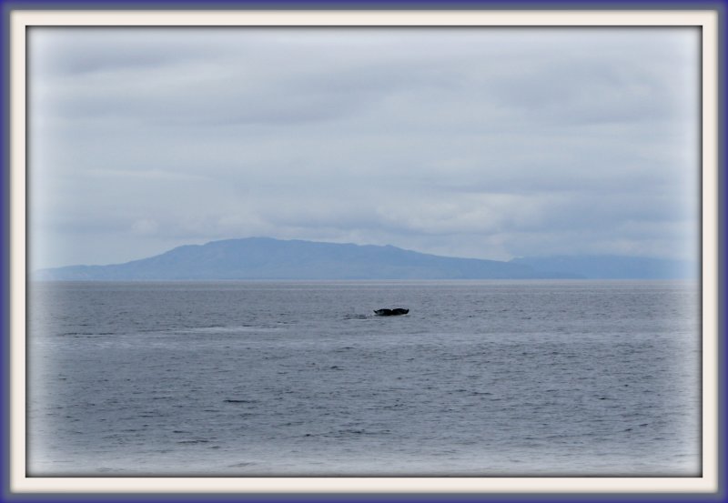 Whale Tail