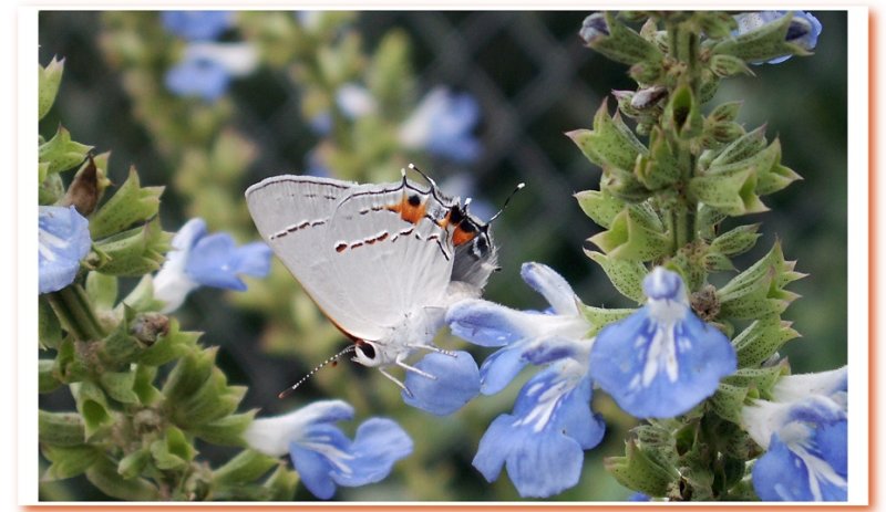 Delicate Beauty