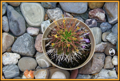 Various Cacti & Succulants