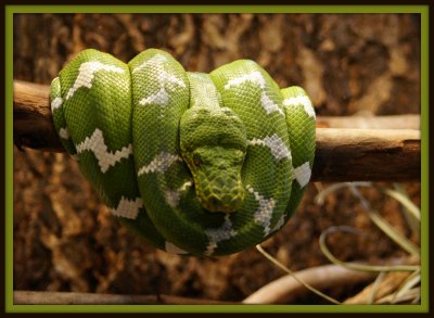 Hanging Emerald