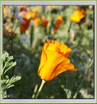 California Poppy