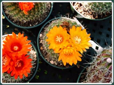 Painted Cacti Flowers