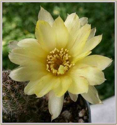 Tiny Cactus Huge Bloom