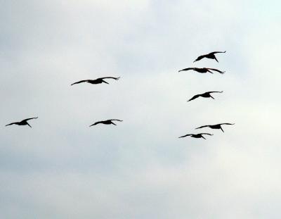 Pelican Patrol