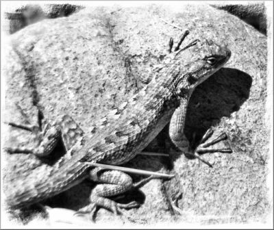Lizzie Camo