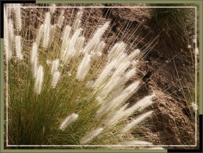 Wild Grass