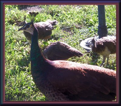 Breakfast Guests