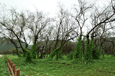 Greenery in wadi Darbath