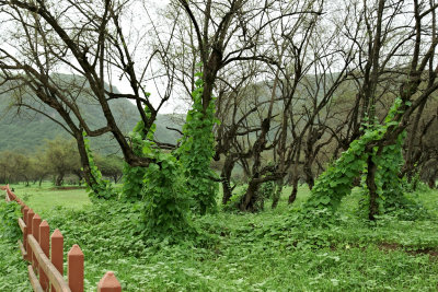 Greenery in wadi Darbath