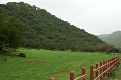 Greenery in wadi Darbath