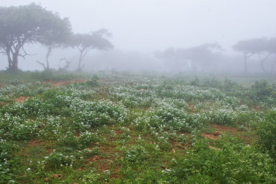 Shaat on the way to Dalkut