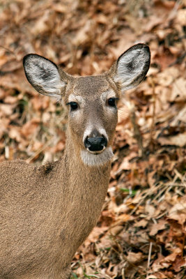 Shenandoah National Park