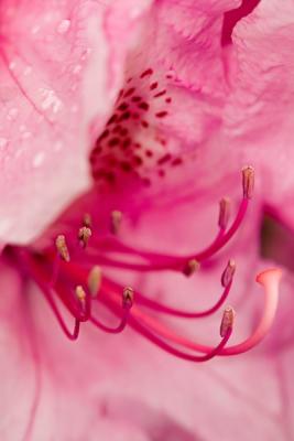 Rhododendron Whimsy 1w.jpg