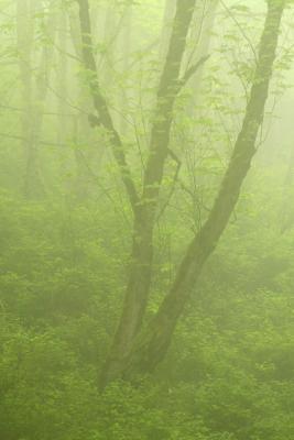 Olympic-Tree in fog 1w.jpg