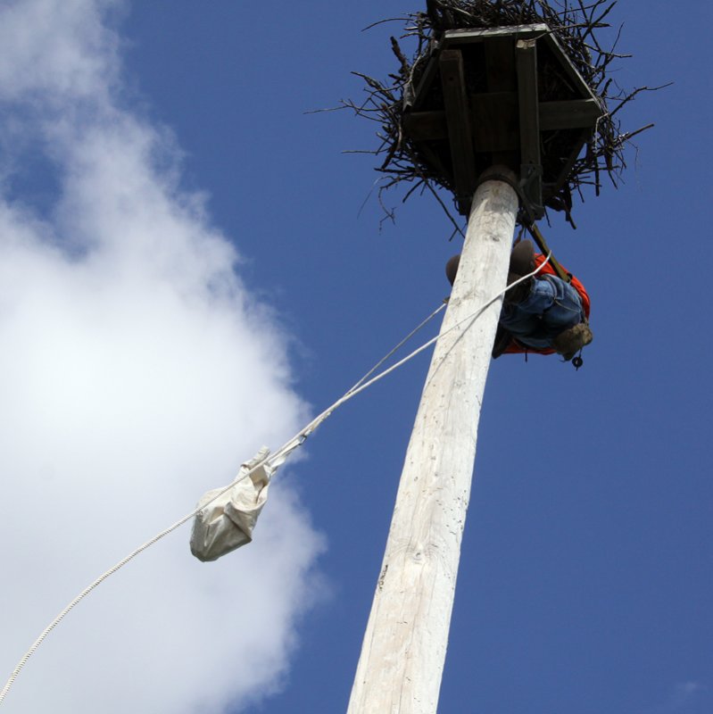 Second chick on the way down.