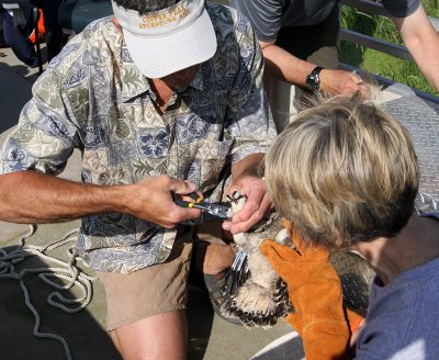 U.S. Fish and Wildlife band first on right leg