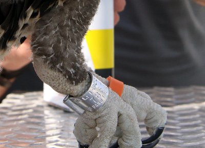 Close up of bands on legs..