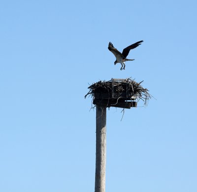 She returns to the nest while we are pulling away.