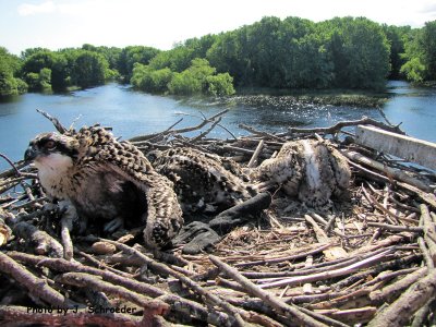 Osprey Banding in Luxury