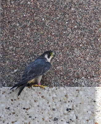 Male falcon