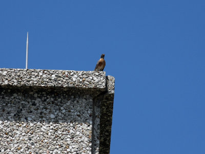 The robin is not happy with the new life on the building and makes its attitude known to the falcon.