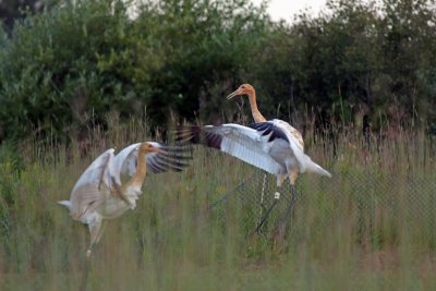 Whooping cranes at the White River Marsh