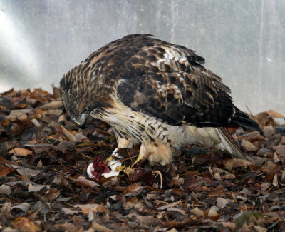 Her last meal at the Feather