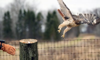 Red tail release