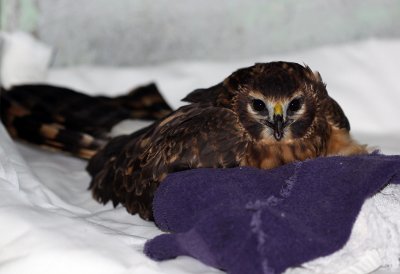 Sky Dancer, the Northern Harrier