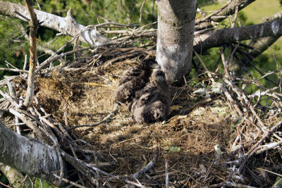 Only now can you see the size of the nest.