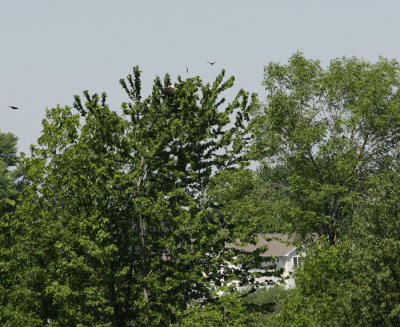 High in a tree above the Fox it sat while the crows and jays did their thing.