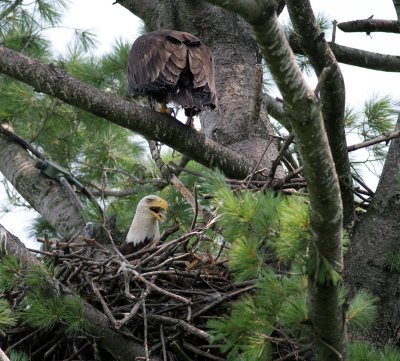 The adult female brings in one fish 