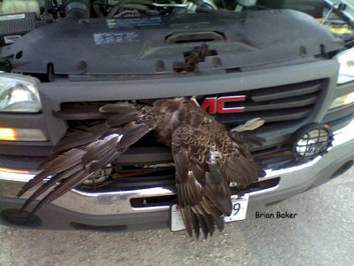 Male adult eagle in grill of truck