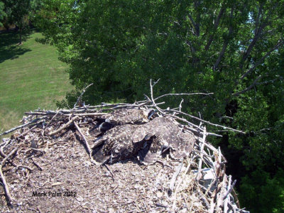 Three at this nest