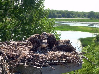 Life at the top of the nest.