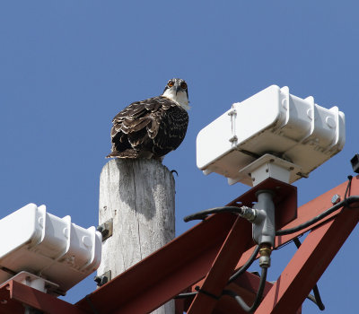 Banding ospreys 2012