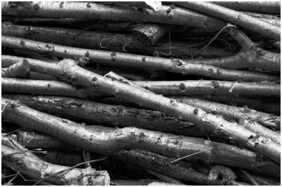 Coppiced Logs