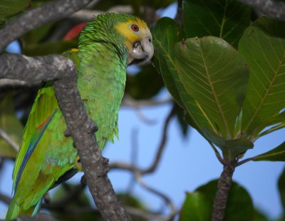 Bonaire Lora,  Amazona barbadensis